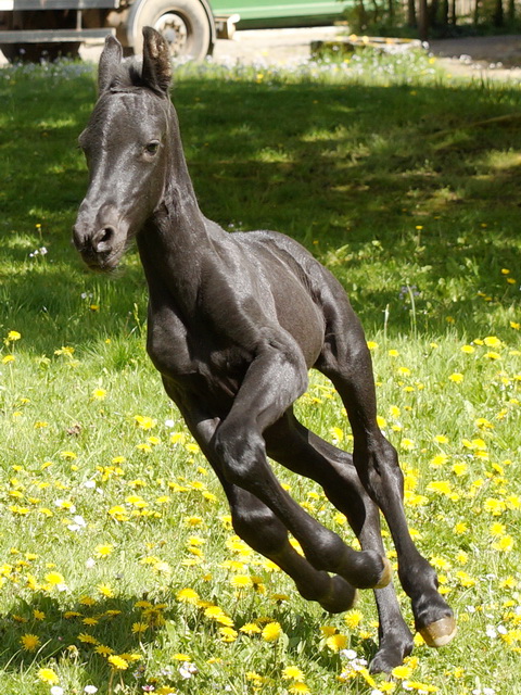 Fohlen Hexe 2016