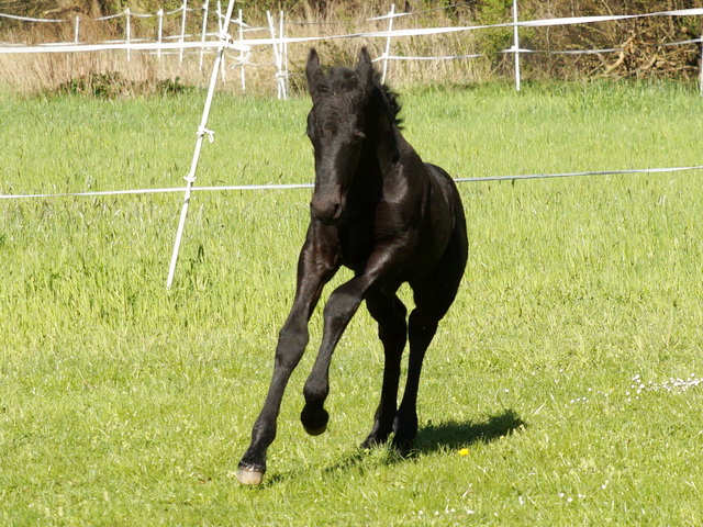 Fohlen Jorina 2016