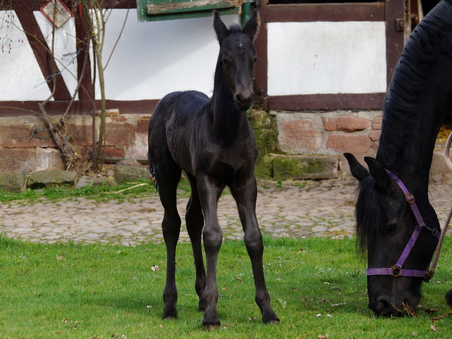 Fohlen Ronja 2016