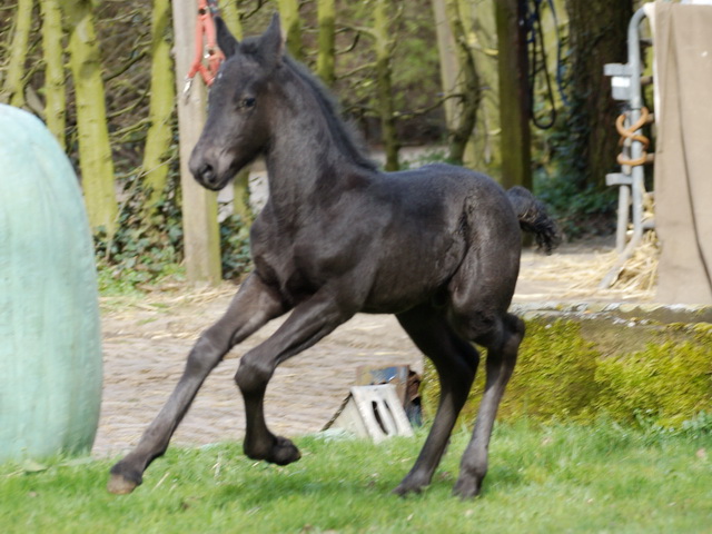 Fohlen Ronya